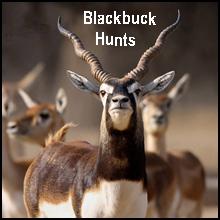Texas Blackbuck Hunts, texashuntingnews.com