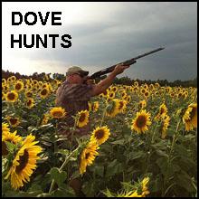 Texas Dove Hunts, texashuntingnews.com