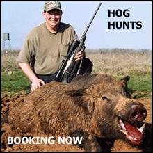 Texas Hog Hunting, Hog Hunts, texashuntingnews.com