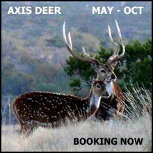 Texas Axis Deer, texashuntingnews.com